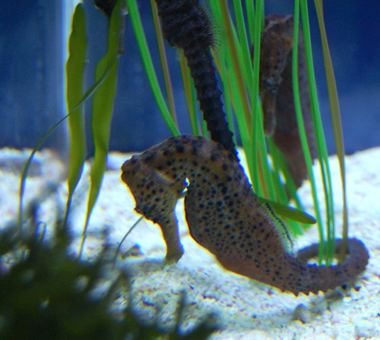 [aquarium82.jpg]