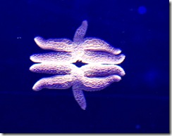 aquarium7