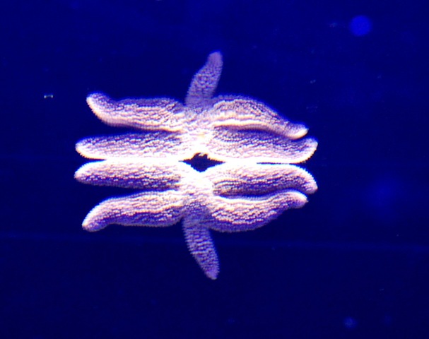 [aquarium72.jpg]