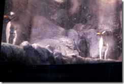 aquarium28