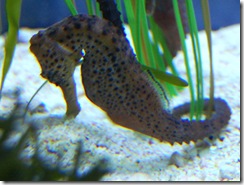 aquarium9