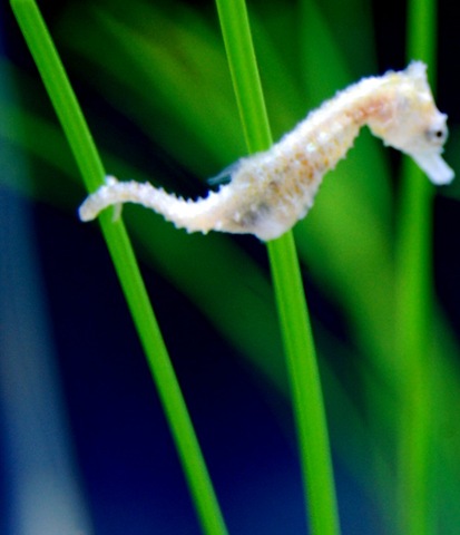 [aquarium172.jpg]