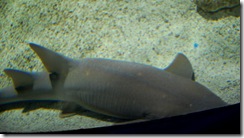 aquarium19