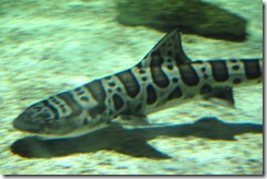 aquarium23