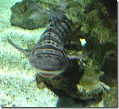aquarium26