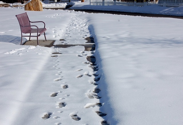 [snowypark4[2].jpg]