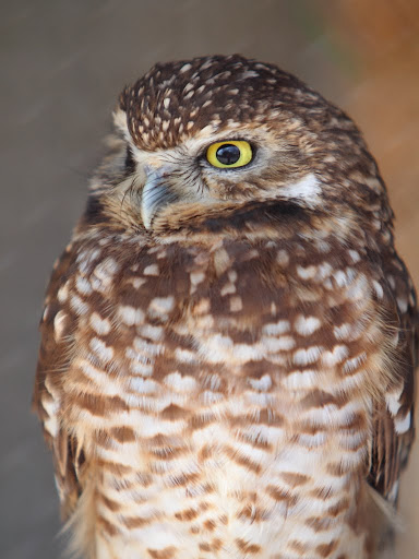 IMAGE: http://lh3.ggpht.com/_2fiBBlI3Ff4/S6VVeEjxOqI/AAAAAAAAAEQ/hy2id_LZ_0c/s512/DPP_2048523.JPG