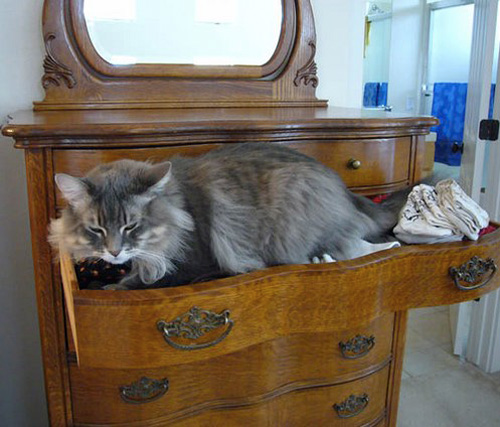In a Drawer Organize Kitties8.jpg