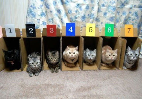 Organize Kitties by number.jpg