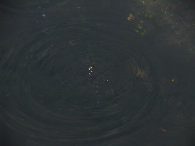 Bubbles in pond