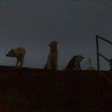 Pune 18-20/08/08 22:08 PM