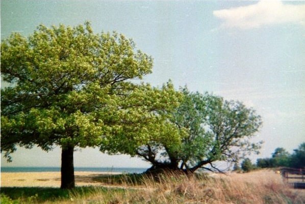 [Tree[15].jpg]