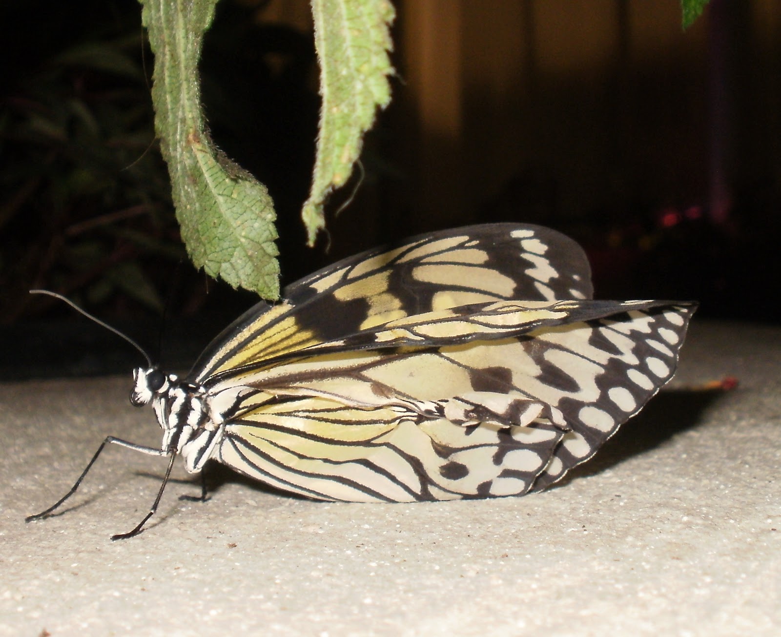 [badia a settimo 207[6].jpg]