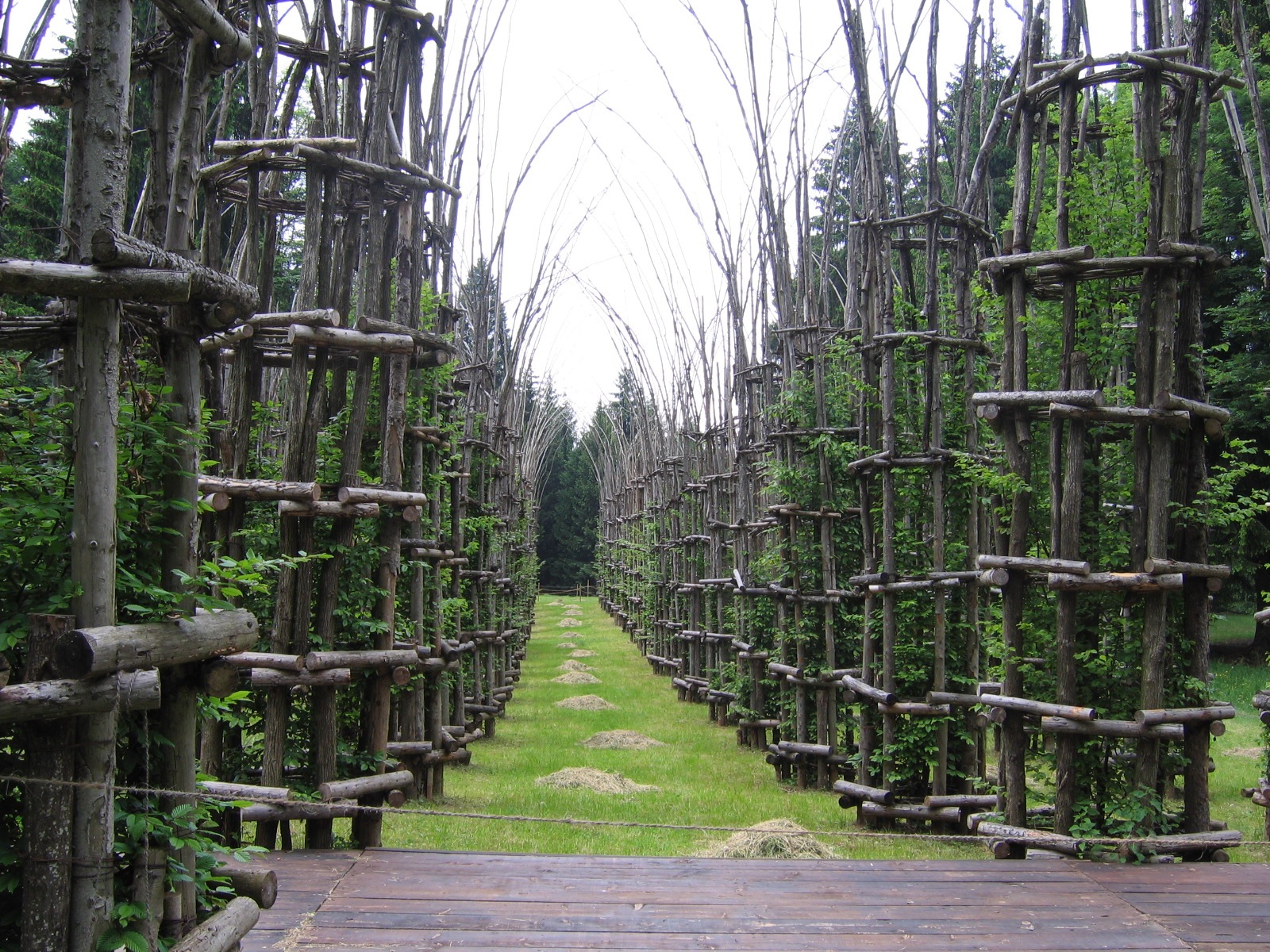 [Cattedrale vegetale[4].jpg]