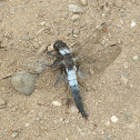 Chalk-fronted Corporal- Dragonfly