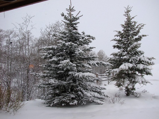[snow4[3].jpg]