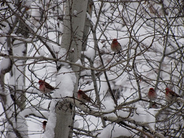 [Rosy Finches in May[4].jpg]