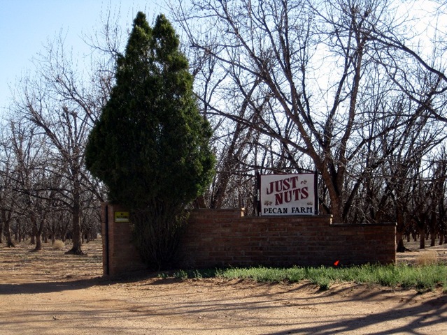 [Pecan grove[4].jpg]