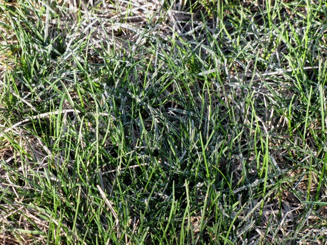 [Green Grass[3].jpg]