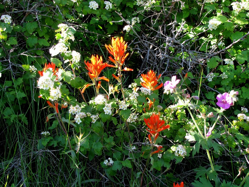 [Nature's bouquet 2010[2].jpg]