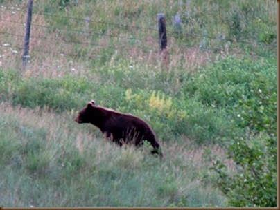 Bear July visitor