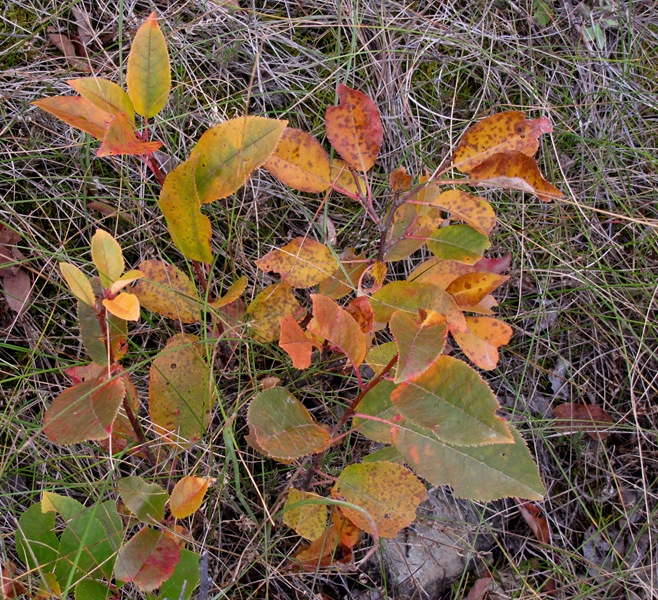 [turning leaves[2].jpg]