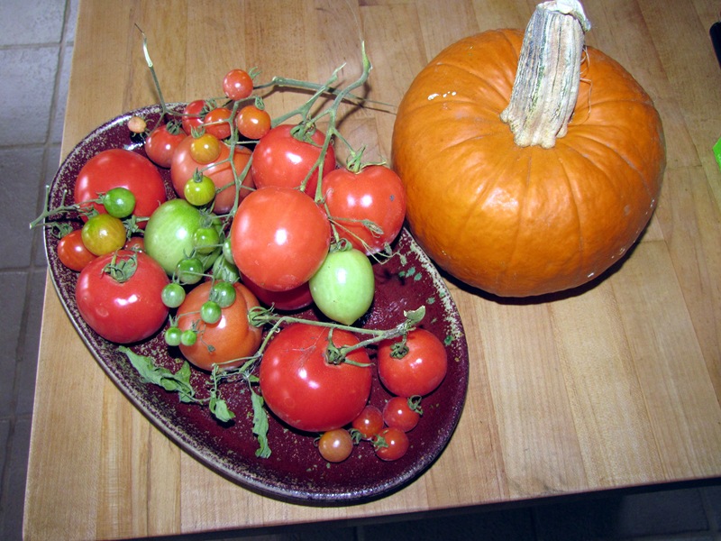 [Mytomatocrop2.jpg]