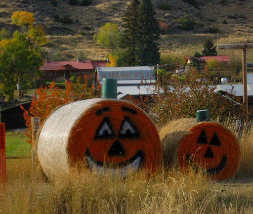  and see these guys grinning back at me one year Dava decorated hay bales 