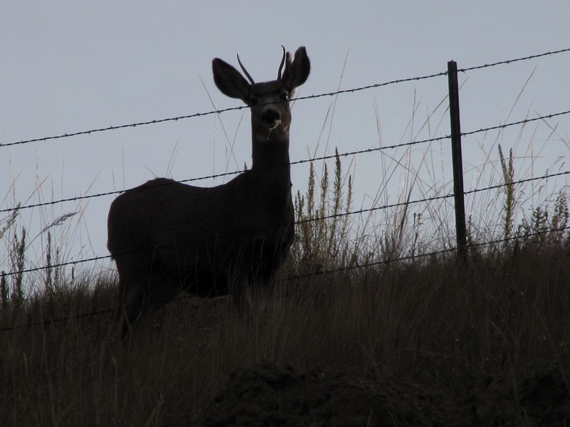 [Young buck[2].jpg]