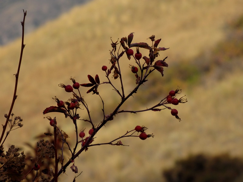 [Fall berries[2].jpg]