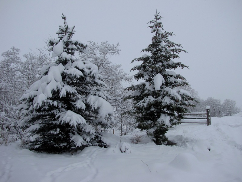 [Snow and more snow[2].jpg]