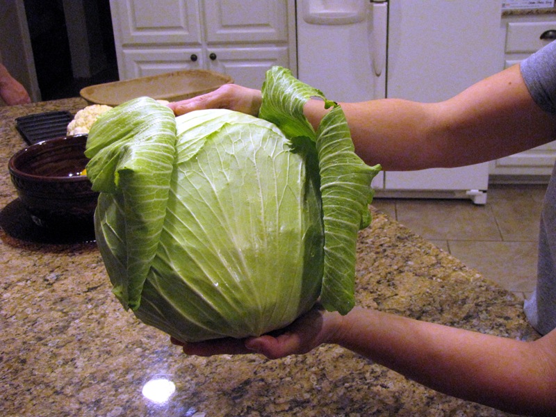 [Big Cabbage[2].jpg]