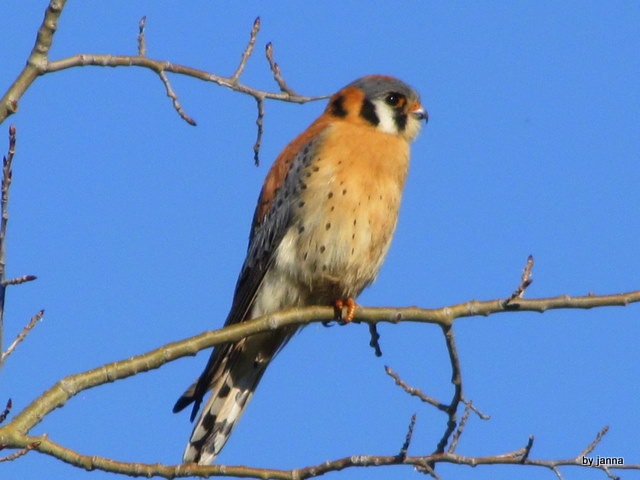 [American Kestrel[2].jpg]