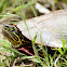 Painted Turtle