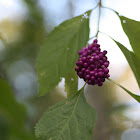 Beauty Berry