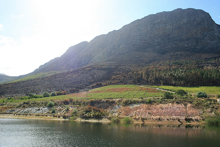 The upper Cabriere vines and the blackened Franschhoek Mountain. The brown pieces, dotted through the vineyard, are because the fire jumped with the wind. We were incredibly lucky not to lose the whole block.