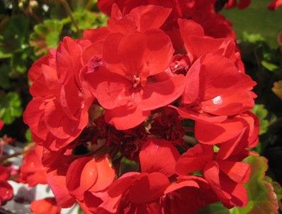 rosaskoblmstnøtt 013