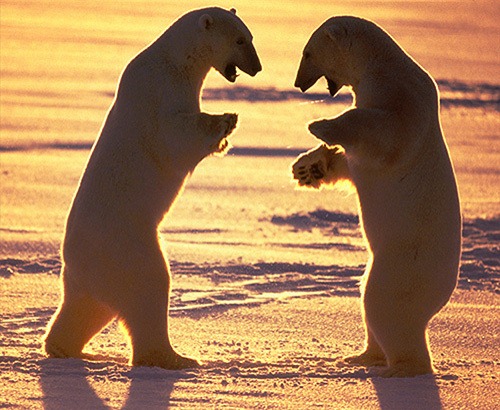 [polarbearsabouttofight13.jpg]