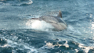 Delfin