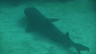 Wei&szlig;spitzenhai, schnorcheln in Chatham Bay.