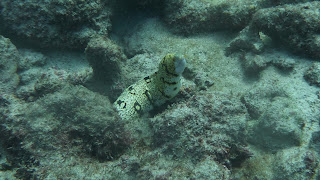 White Moray, Schnorcheln in Chatham Bay.