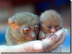 tarsier-brothers