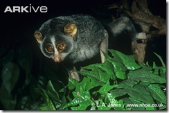 Pygmy-loris-showing-eyeshine