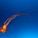 Pacific sea nettle (Chrysaora fuscescens)