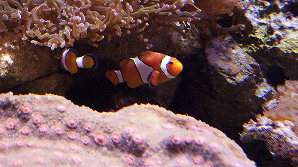 因為電影Finding Nemos而大熱的小丑魚(眼斑雙鋸魚、Ocellaris Clownfish、Amphiprion ocellaris)
