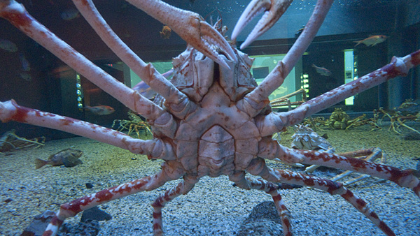 日本女生:「おいしそう(看起來很好吃)!」(圖中為日本蜘蛛蟹、Japanese spider crab、Macrocheira kaempferi)