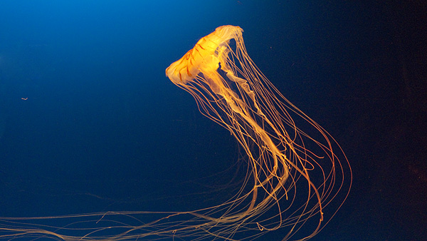 雖然很相似,但其實這是Japanese sea nettle (Chrysaora melanaster),其傘狀體有16組深色的放射性花紋,而且身體顏色亦較淺。
