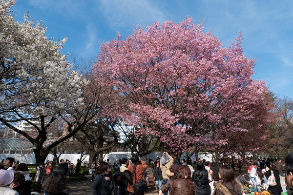 新宿御苑是東京最受歡迎的賞櫻地點之一