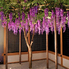 紫藤花