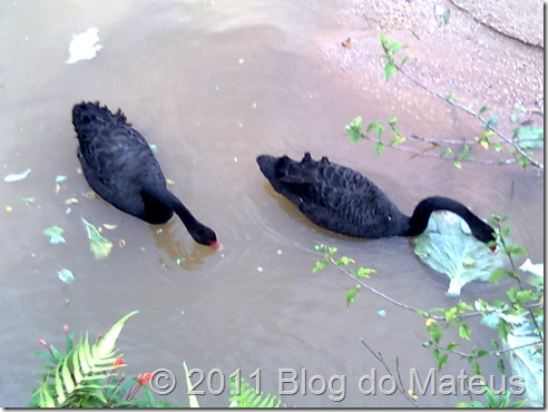 Cisnes Negros Cisnes Negros